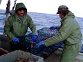 Lobster fishing Dec 2006 Lobster fishing Dec 2006