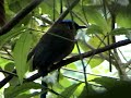 Identificación: 41cm. Coronilla negra circundada por una banda de turquesa que cambia violeta en el occipucio; máscara ocular negra; resto verde oliva por encima; partes inferiores canela; garganta y pecho teñidos de oliva; pequeño punto negro en el pecho; cola larga usualm. con raquetas; o partes inferiores verde oliva teñido con leonado (microstephanus; momota). O mayor (48cm), verde pasto encima, verde oliva de¬bajo (aequatorialis).Especies similares: Otros barranqueros tienen cabeza rufa y son más pequeños.Voz: Formas de tierras bajas E y W de los An¬des usualm. producen unjuu-duut bajo, co¬mo de buho; también un hrruuu trémulo, sim. a la llamada correspondiente del B. Ca¬nelo pero más suave (Ridgely 1976).Comportamiento: A menudo en parejas laxasen parte media o baja de los árboles, ocasio-nalm. más alto cuando llaman. Se posa es¬tático, o mueve la cola lentam. de un lado a otro en alarma, pero no es conspicuo a pesar de su tamaño. Vuela repentinam. al follaje, ramas o suelo en procura de presas.Reproducción: 2 H CR, Ene y Jun, C Cen¬tral y Occidental (Carriker); 1 en Feb, Snia. de la Macarena (Olivares 1962); nido en Mar, Huila (Miller 1963). 3 huevos, a menu¬do en túnel excavado meses antes (Skutch 1964d). Puede pernoctar en túneles (ffrench 1973).Estatus y Habitat: Relativam. común (pasa desapercibido fácilm.) en bordes de selva húmeda, monte secundario, selva de galería, áreas cultivadas con matorrales, manchas de monte y cercos arbolados; no en interior de selva alta. Local en selva seca en región del Caribe.Distribución: Hasta 1300m (o 1500-3 lOOm -aequatorialis). En todo el país excepto costa Pacífico S de 6°40'. Límite de Panamá S por costa Pacífica hasta río Napipí y N de los Andes en S Córdoba hasta bajo Cauca (cone-xus); N Sucre E hasta W Guajira y S por va¬lle del Magdalena hasta N Huila (subrufes-cens); Snía Macuira, E Guajira (spatha); en los Andes arriba de 1500m (aequatorialis); E de los Andes en Norte de Santander (os-goodí) y desde Arauca hacia el S (microste¬phanus); E Vichada a lo largo del Orinoco (momota). E México hasta N Argentina y S Brasil. Trinidad.Nota 1: M. aequatorialis de los Andes de Co¬lombia y E Ecuador, incl. chlorolaemus de E Perú, casi seguram. constituye una sp. diferente y como tal fue considerada por Chapman (1923) y actualm. por Parker et al. (1982) y R. Ridgely. Nota 2: Para una discusión sobre la variación de la coloración del plumaje y la sinonimia de M. m. reconditus con M. m. conexus, v. Wetmore (1968a).Nota 3: La población aislada de tierras bajas de M. m argenticinctus de W Ecuador y NW Perú se conoce hacia el N hasta Esmeraldas y puede encontrarse en SWNariño.