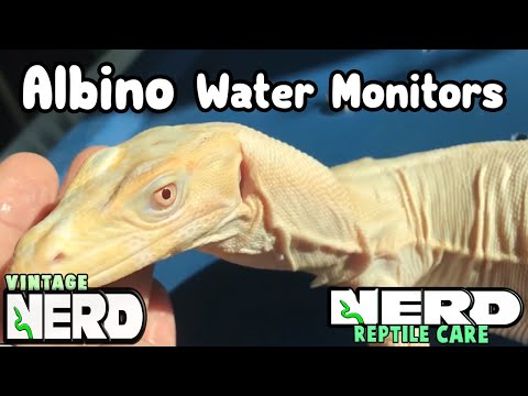 YouTube reptile video