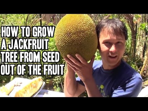 how to grow jackfruit