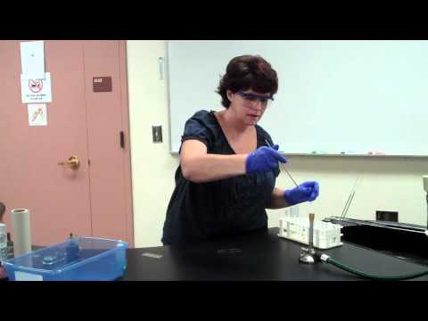 how to perform endospore stain