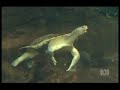 Mary River turtle/Stateline/7.9.07 Video Mary River turtle/Stateline/7.9.07 Video