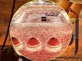Surah Al Noor (Tarteel) Part 1 Sheikh Mahmood Khalil (Rahm)