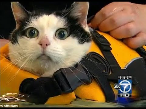 Holly the Swimming Cat – News Anchor Can’t Control Herself!