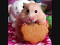 Hamster on a Piano - Rocky Audi