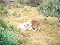 Seaview Lion Park, Troy, Toran & Aggie