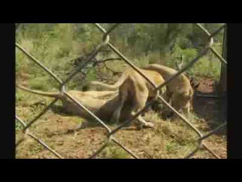 LION ( CAT