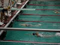 swimmming