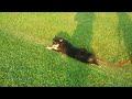 Click here to watch this video Undercover dog
