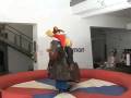 videos de Nick Hearne 2 - Wunderman rodeo