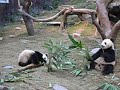 Panda Play Somersaults (?????) Panda Play Somersaults (?????)