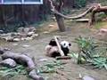 Panda Play Somersaults (熊貓打筋斗)