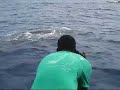 Dominica Whale Watch - Scar swims under the boat!