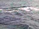 maui-whale-watching.html