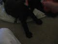 vid godiva rub belly tug war