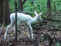 Albino Fawn