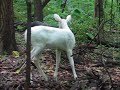 Albino Fawn