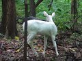Albino Fawn