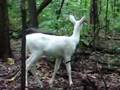 Albino Fawn