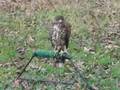 videos de Falconry: Harris' Hawk