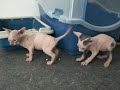 Sphynx kittens dag 32 Sphynx kittens dag 32