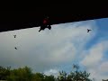 HUMMING BIRD SWARM AND JILLBABY IS OBLIVIOUS!
