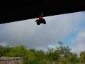 HUMMING BIRD SWARM AND JILLBABY IS OBLIVIOUS!