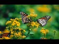 clip com imagens da m�sica paci�ncia de lenine.