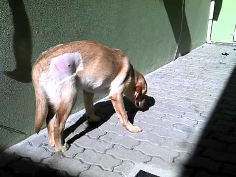 12 horas depois de uma Colocefalectomia e Denervação