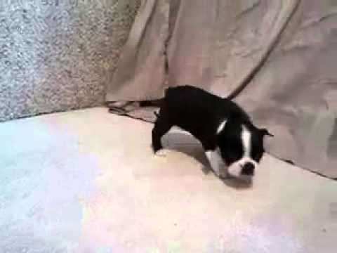 Lexie 3-19-15 Boston Terrier Girl