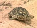 Pieter And The Leopard Tortoise