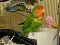 videos de Charlie says hi