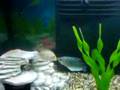 FISH FIGHT