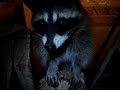 Raccoons, Skunks, Foxes, Outside My Window