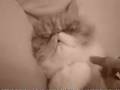 videos de poesje komt wakker