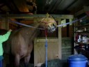 My horse, Skippy