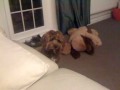 toby and the fefe.mov