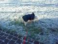 Frosty Molly at Blantyre