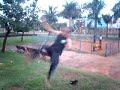 Muka_hs_gyn Capoeira part 5