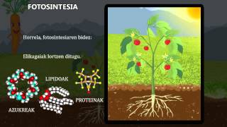 FOTOSINTESIA
