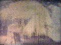 Los Tiernos Los Tiernos