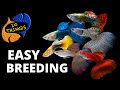 Easiest Fish To Breed In Aquarium