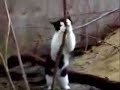 Stripping Cat Stripping Cat