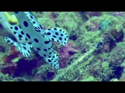 Underwater video of the dive site "Coral Garden" in Pandan Island, Mindoro, Philippines. Edited with