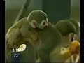 NBC's Matt Laurer - acai report from the Amazon