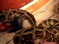 Python molurus bivittatus eating rat !