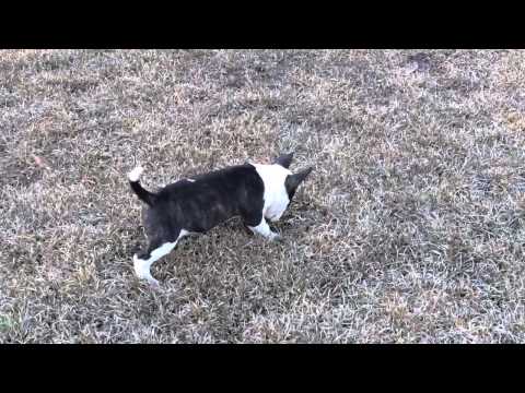 Male Bull Terrier Panda born 11-23-14