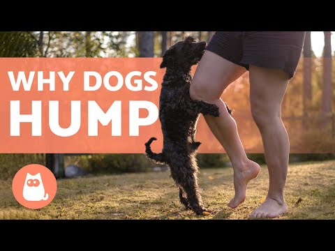 Why Does My DOG HUMP ME? 🧍🐕 (Causes and What to Do)