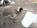 Chris Torments Our Emu Chris Torments Our Emu