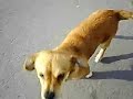 Mis Perros Mis Perros